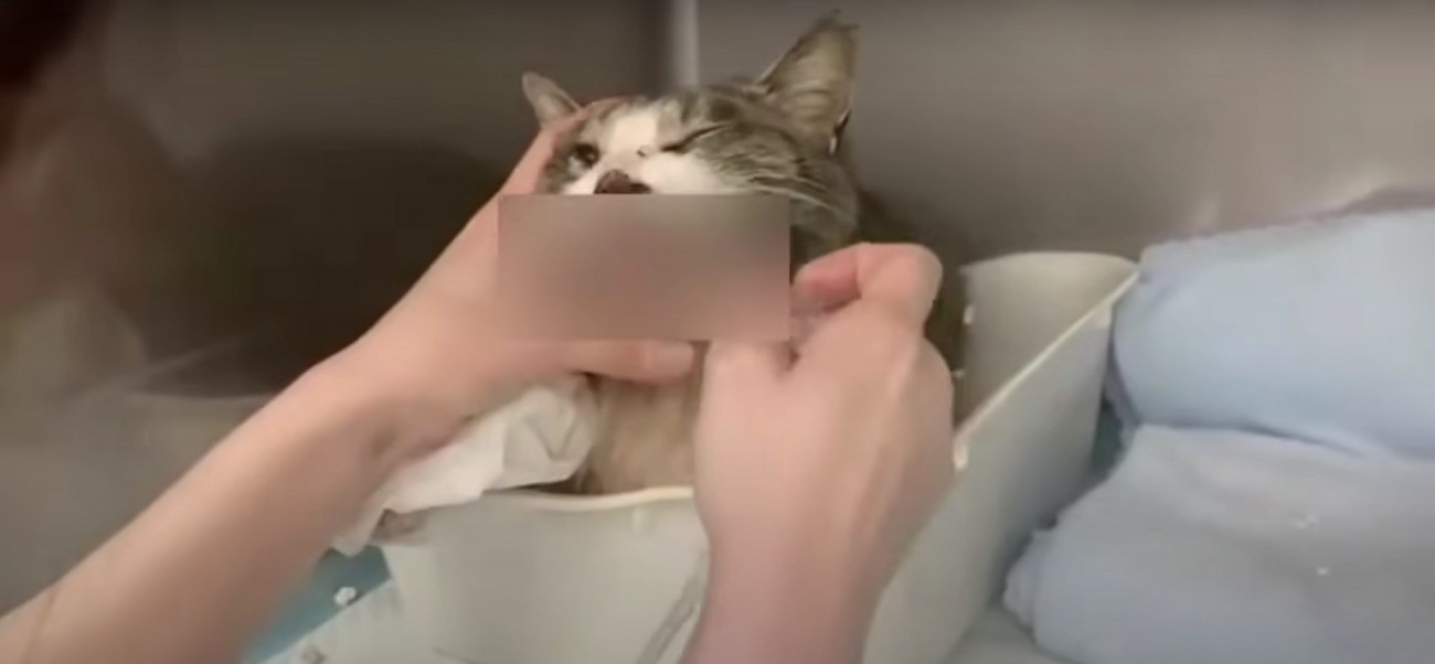 強制給餌されている猫%%自力でご飯を食べることができませんでした