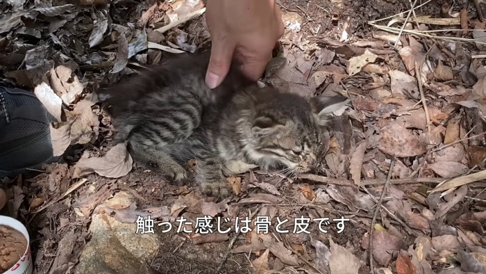 弱っている子猫