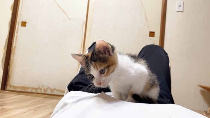 衣服のほつれを咥えて引っ張る子猫