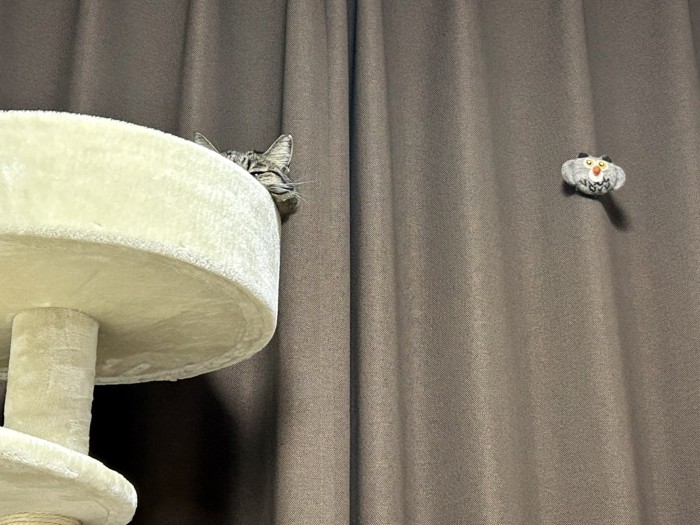 キャットタワーから顔が少し見えている猫