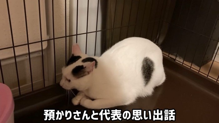 前を向いて座る猫