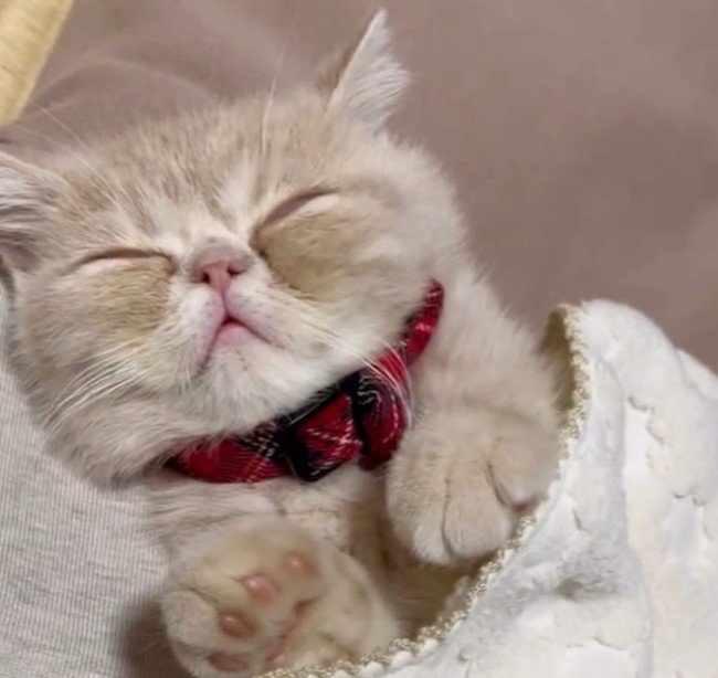 手の力が抜ける猫(アップ)