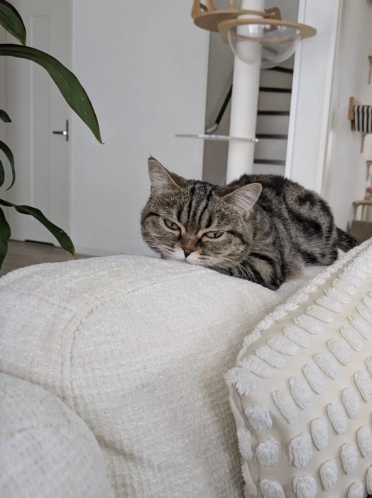 近づいてきた飼い主を見つめるミヌエット