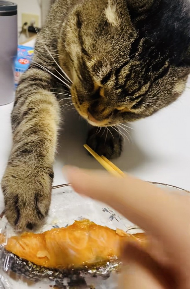 焼き鮭を取ろうとする猫
