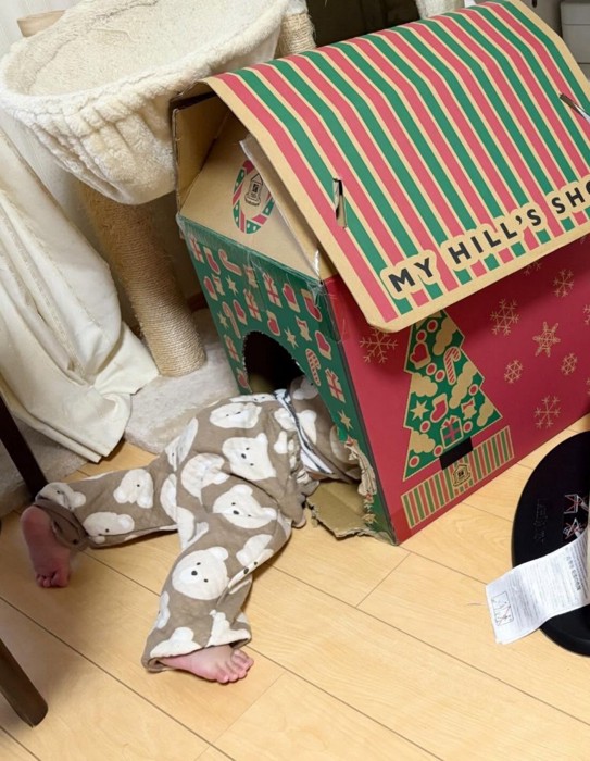 キャットハウスから出た足