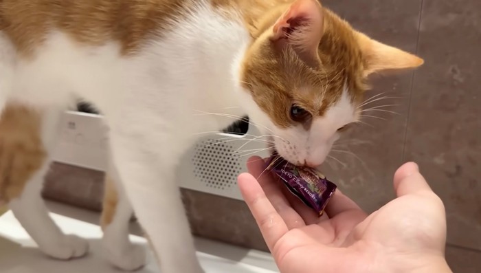 飴を飼い主の手のひらに渡す茶白猫