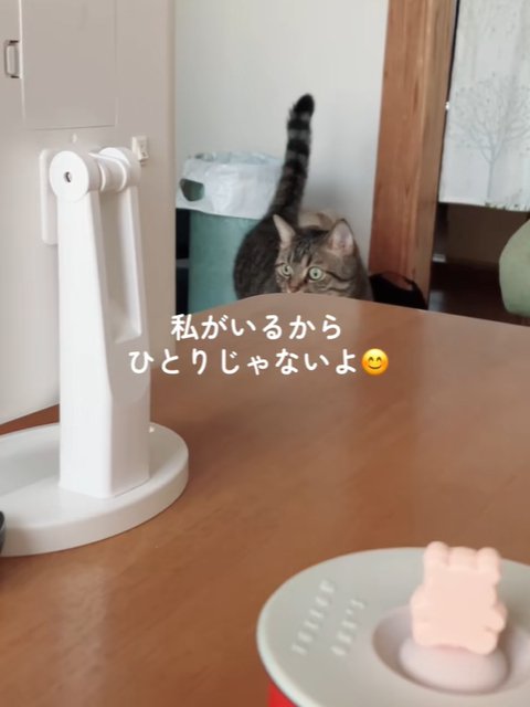 テーブル前で佇む猫（私がいるからひとりじゃないよ）
