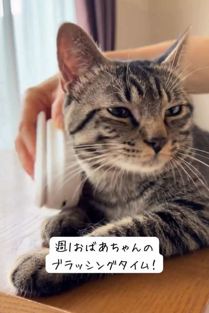 顔の横をブラッシングされる猫
