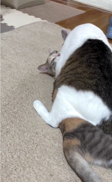 猫の上に馬乗りになっている猫