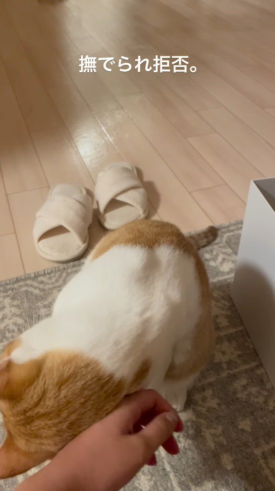 飼い主の手に頭を擦り寄せる猫