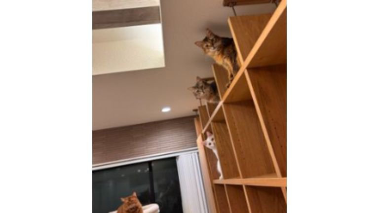 棚に入っている猫