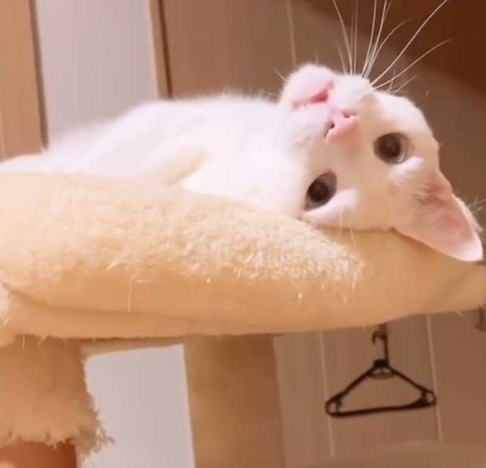 少し口を開けた白猫