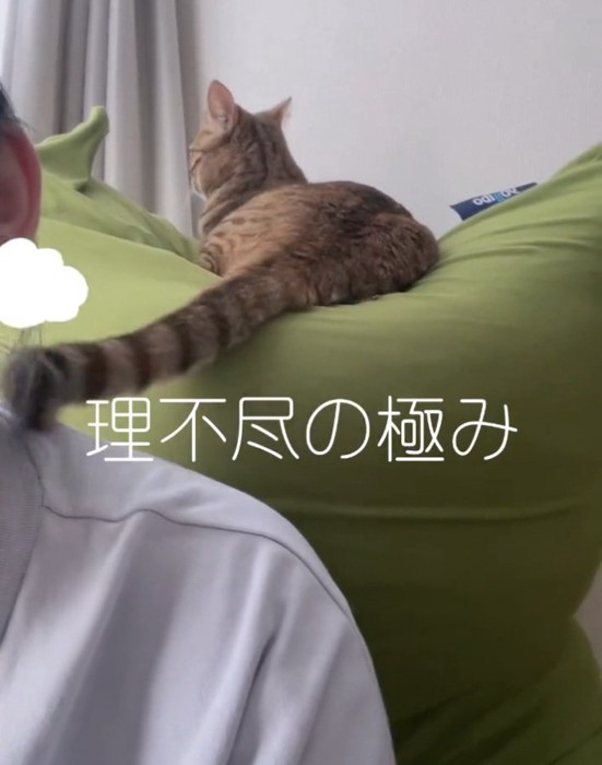 飼い主さんをぺちぺち叩くエーデルちゃん