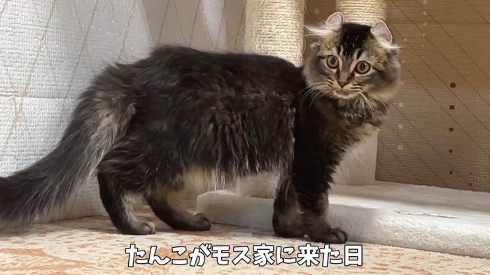 警戒している猫