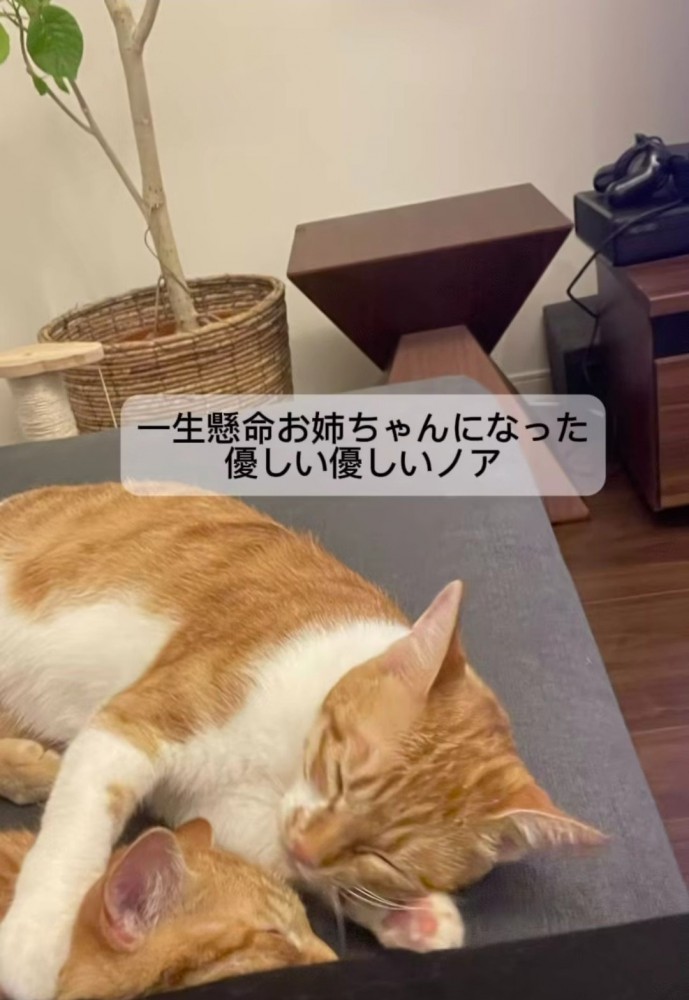 寝ている子猫を抱きかかえる猫