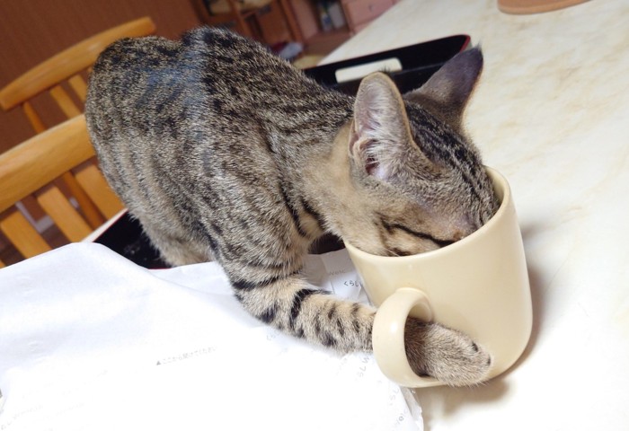 マグカップの取っ手に手を入れて水を飲む猫