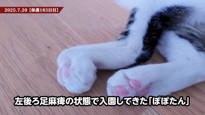 猫の後ろ足