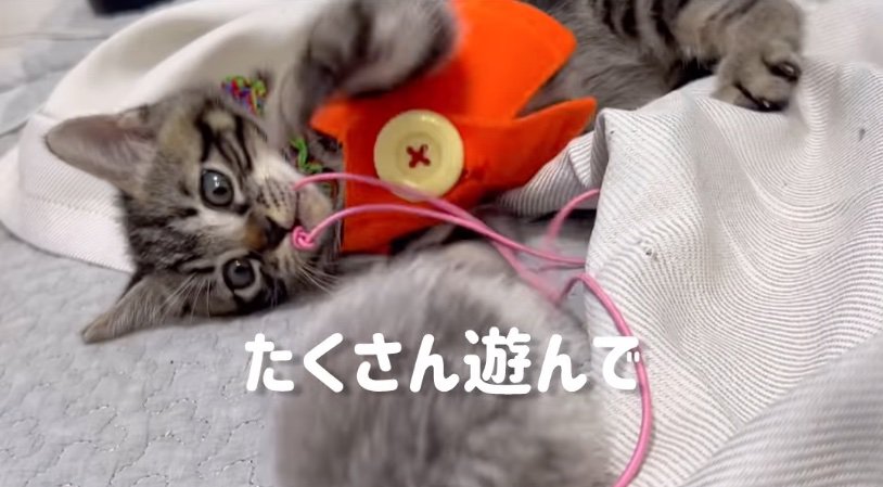 遊ぶ子猫