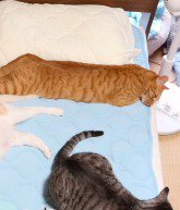 枕の近くで眠る茶トラ猫