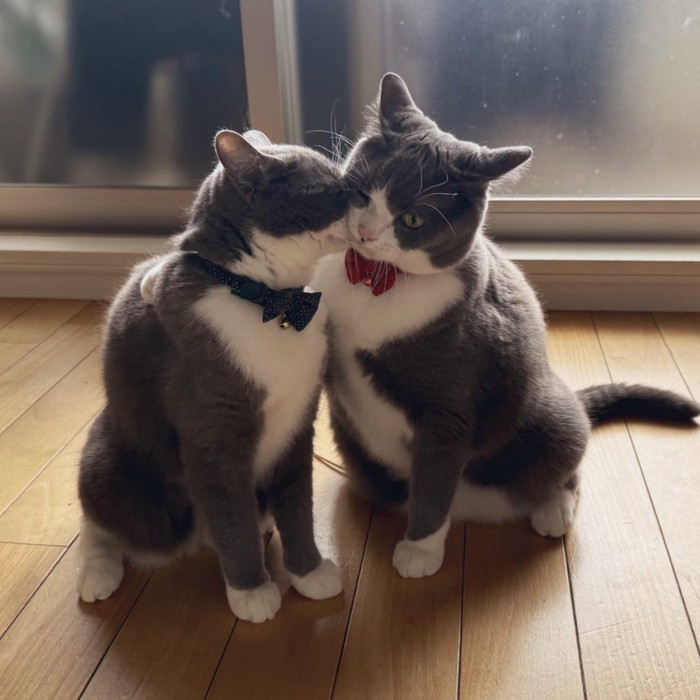 肩を組んでいる猫に一方の猫が顔を近づけている