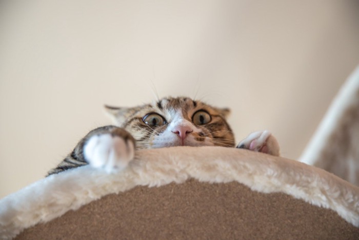 高い位置から見下ろす猫