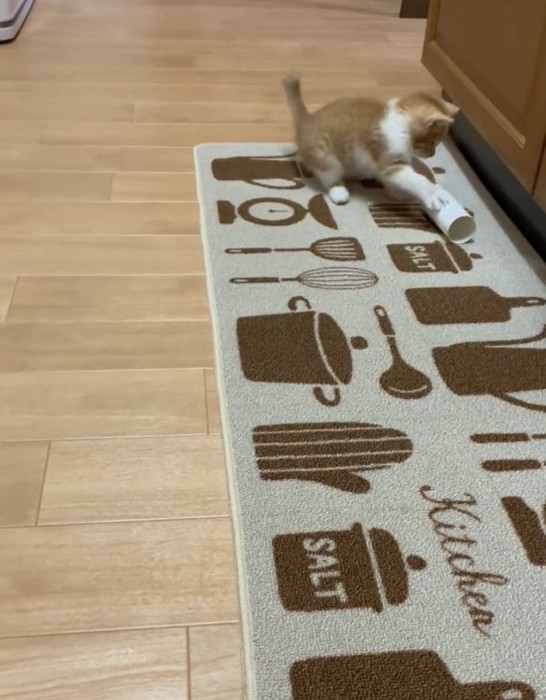 トイレットペーパーと遊ぶみぃちゃん