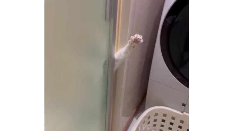 脱衣所と猫の手