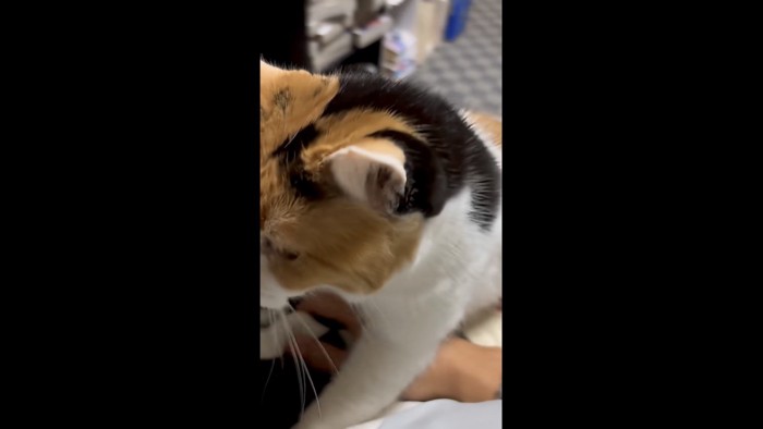 布団に入ろうとしているミケ2