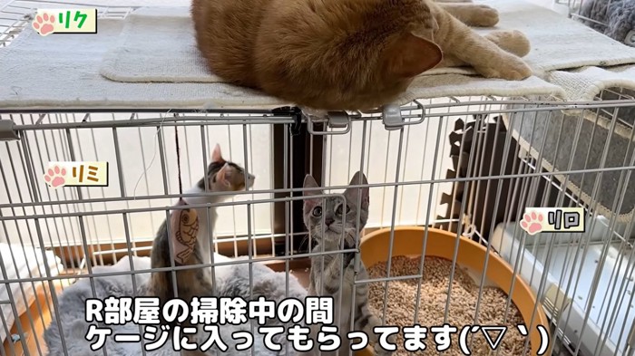 ケージの中の子猫とケージの上に乗っている猫