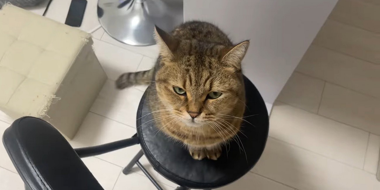 椅子の上で飼い主を見る猫