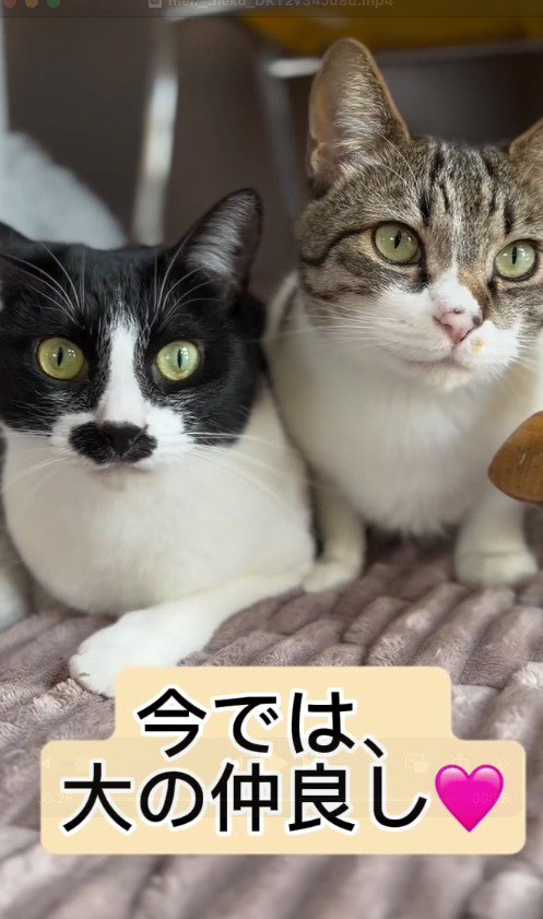 並んでくつろいでいるキジ白猫とハチワレ猫