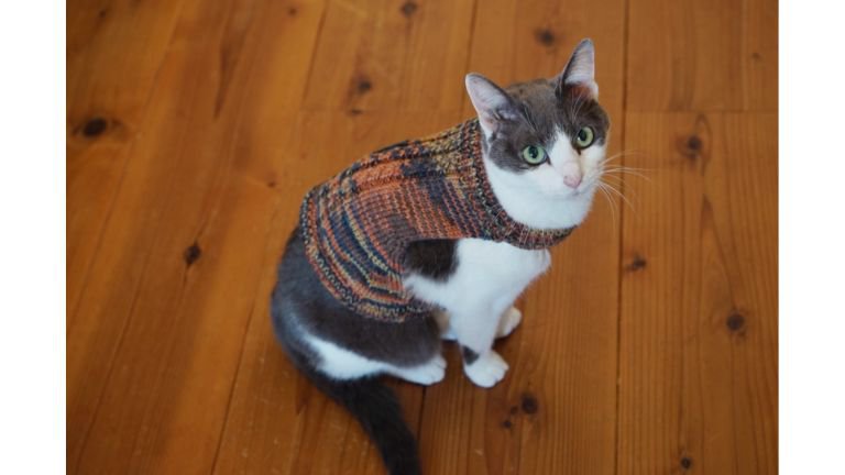 ニットを着ている猫