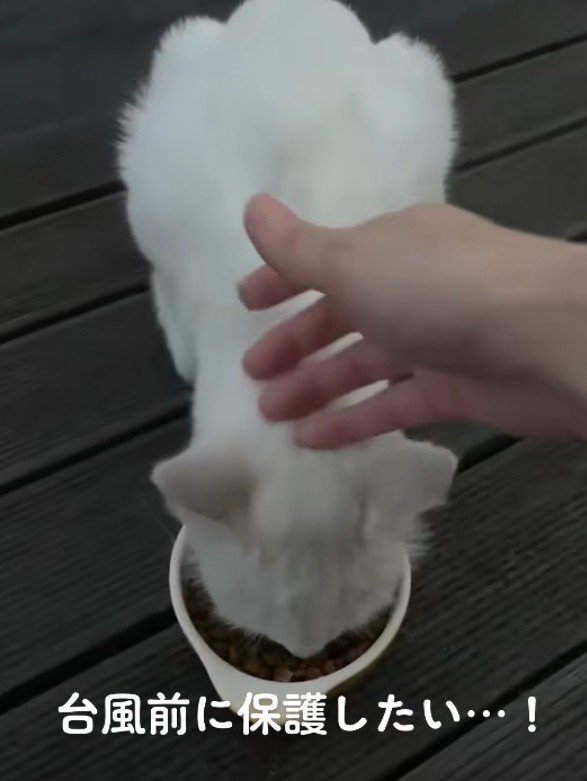 ごはんを食べる白猫
