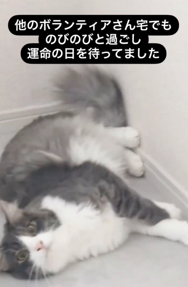 リラックスする猫