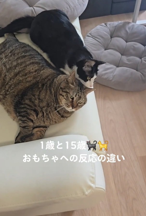 くつろぐももちゃん