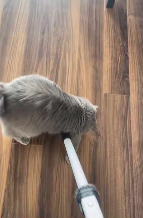 掃除機のヘッドをまたぐ猫