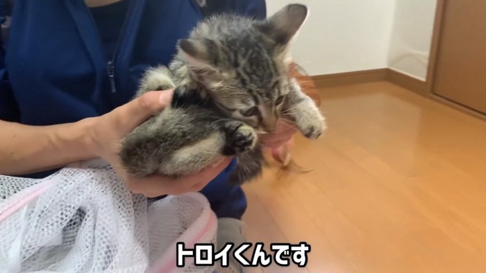 抱っこされる子猫