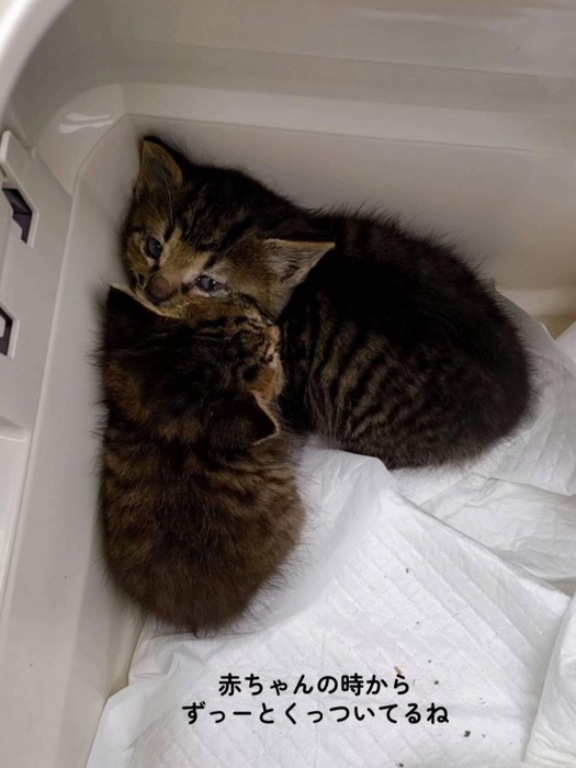 隅で固まる2匹の子猫