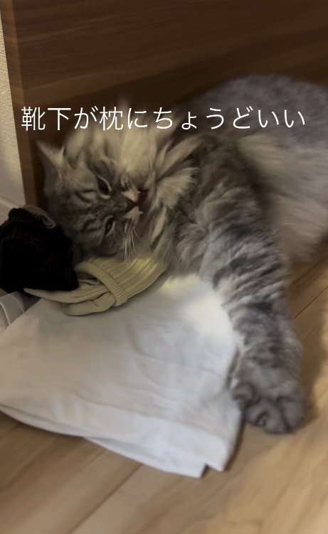 靴下を枕にする猫