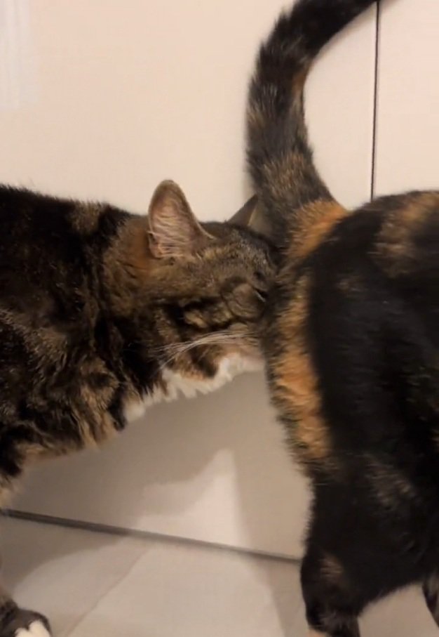 匂いを嗅ぎまくるこたろうちゃん