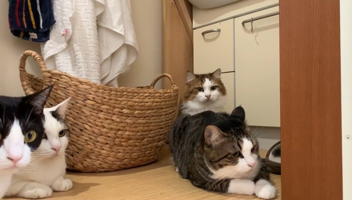 後ろに隠れるパパ