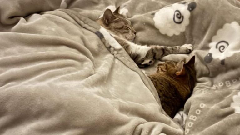 寝ている2匹の猫