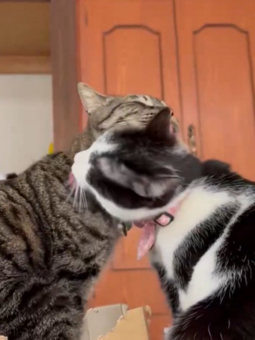 お互いの毛づくろいをする2匹の猫