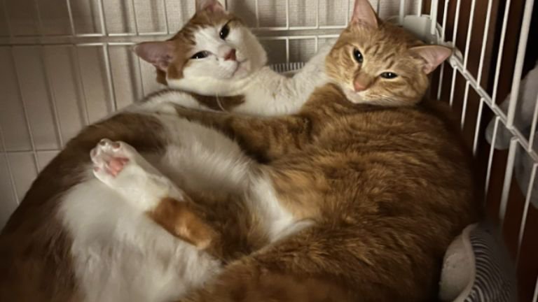 寝ている猫たち