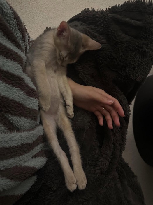 まっすぐになって寝る子猫