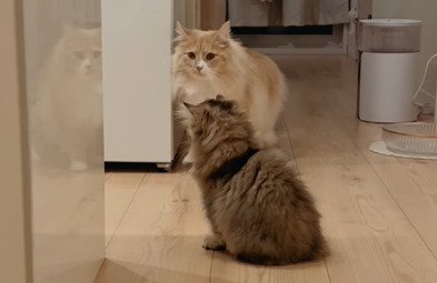カメラ目線の猫