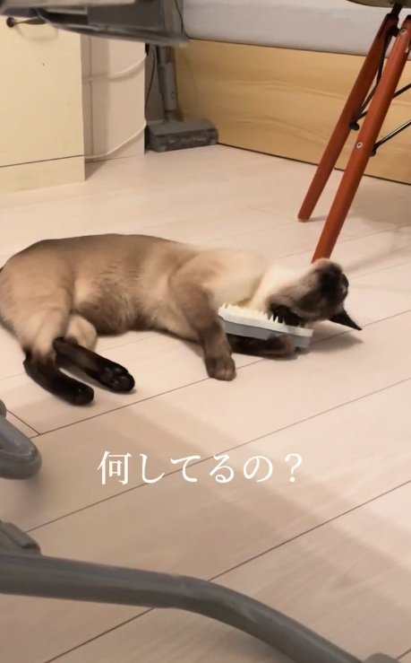 寝転がってブラシを抱えているシャムネコ