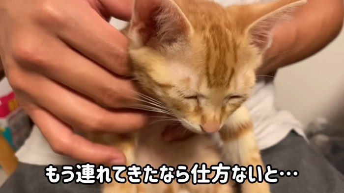 目を閉じる猫