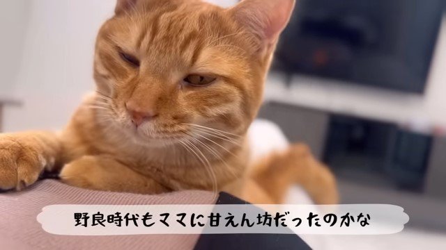 お腹の上に乗る猫