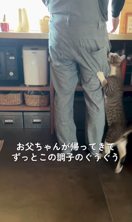 飼い主の脚にしがみつく猫